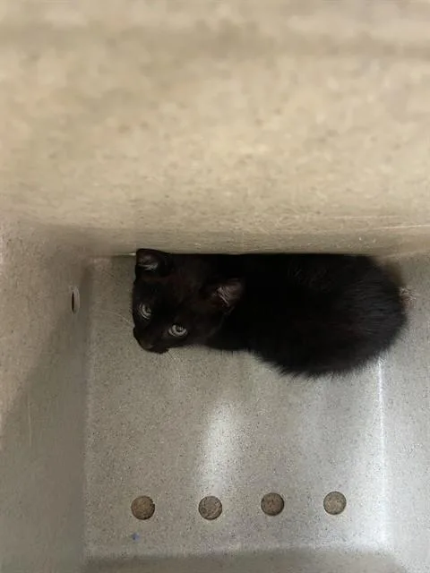 A baby small-sized female Domestic Short Hair cat named Whoopsie Daisy for adoption in Tallahassee, FL