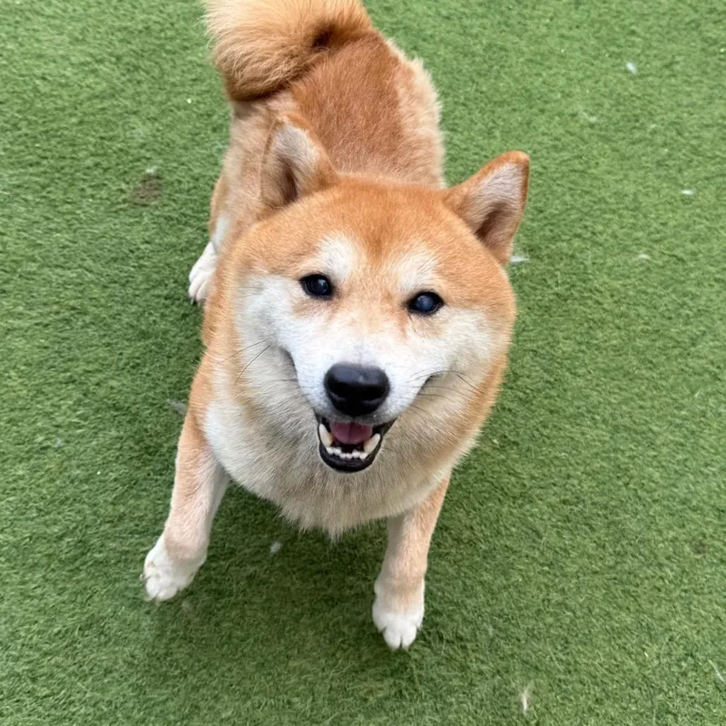 An adult medium-sized male Red / Chestnut / Orange Shiba Inu dog named Rugar for adoption in LOXAHATCHEE, FL