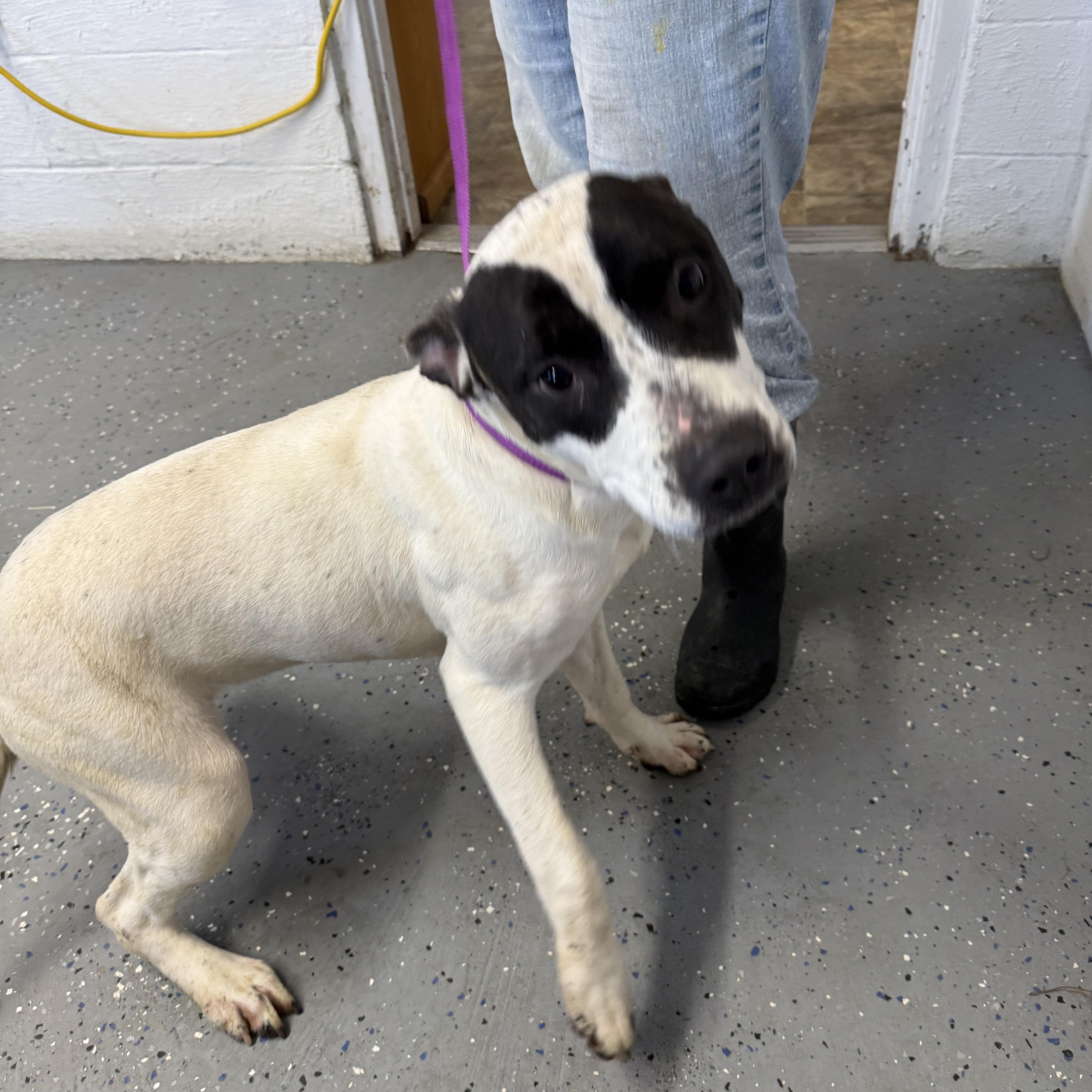 A young medium-sized female Black American Staffordshire Terrier dog named Pearl for adoption in Lewisburg, TN