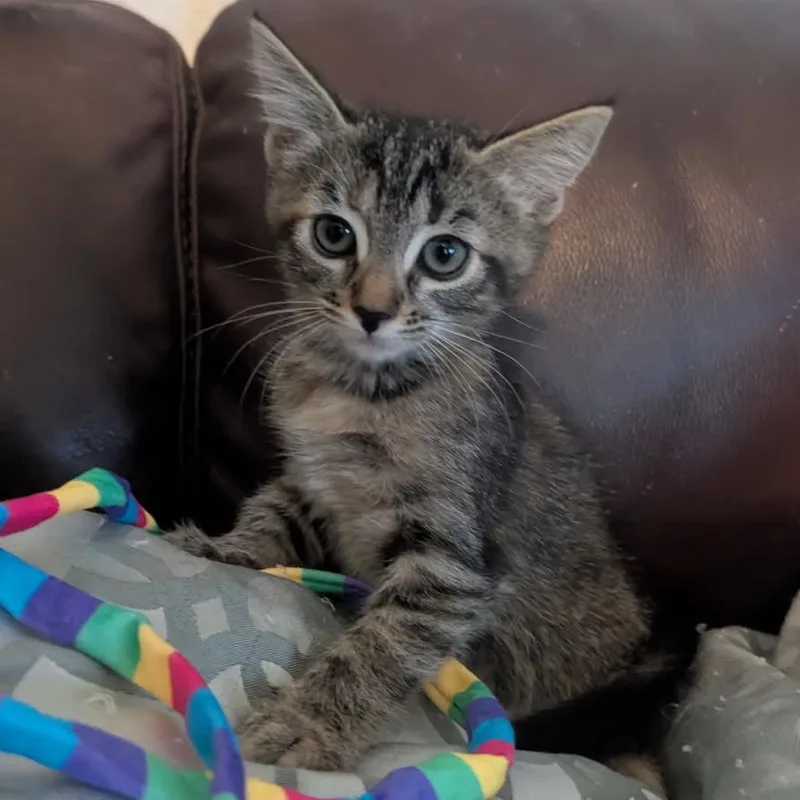 A baby small-sized female Gray / Blue / Silver Domestic Short Hair cat named Zoey for adoption in Las Vegas, NV
