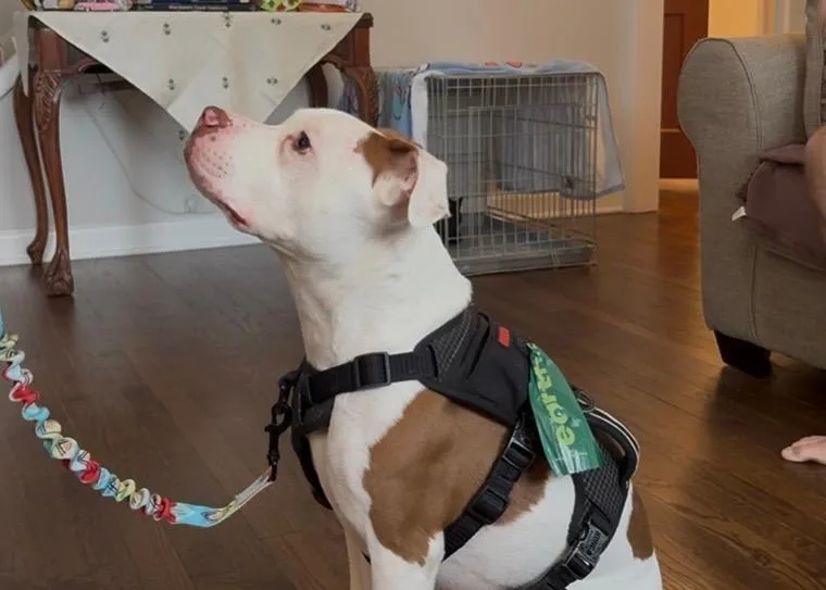 An adult medium-sized male American Staffordshire Terrier dog named Cowboy for adoption in Baltimore, MD