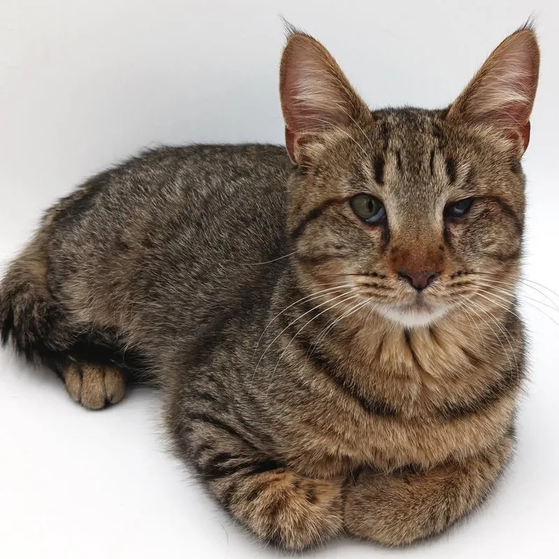 Mick Jagger thumbnail 2