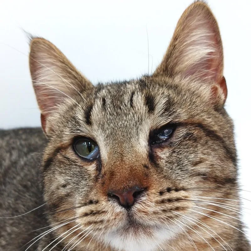 Mick Jagger thumbnail 3