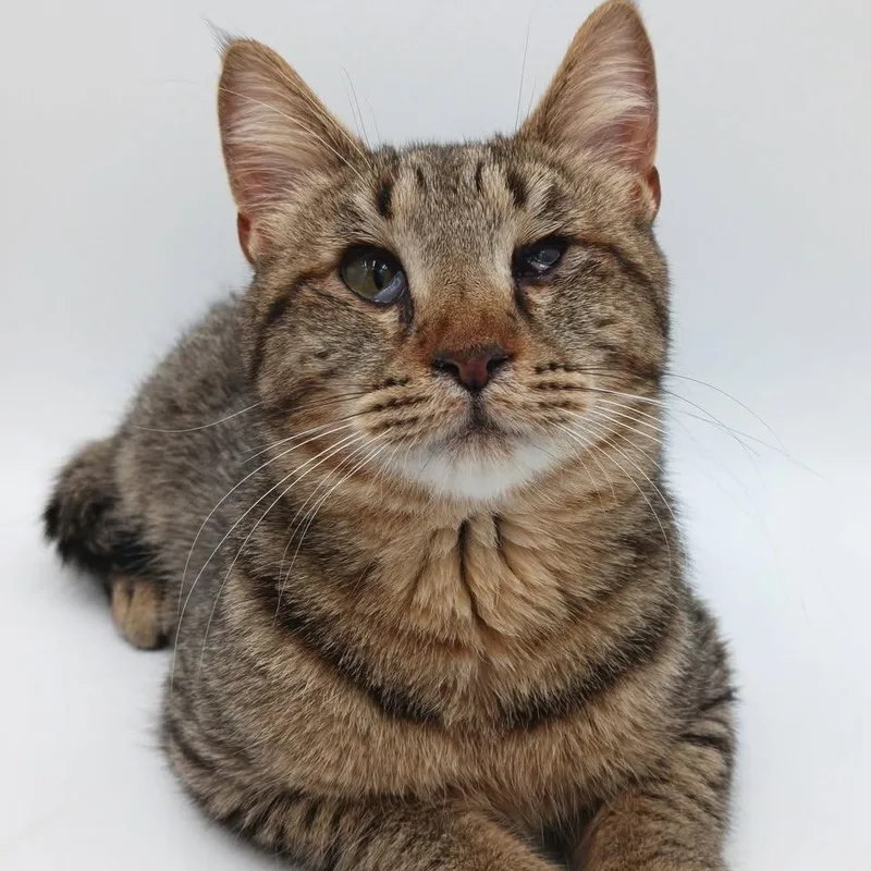 Mick Jagger thumbnail 4