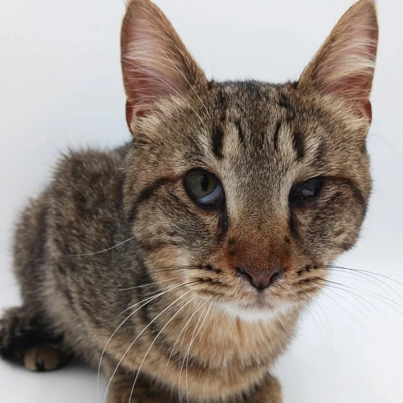 Mick Jagger thumbnail 5