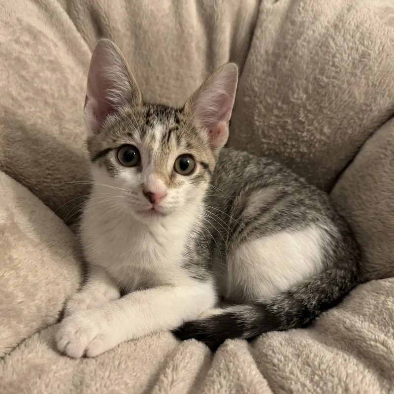 A baby medium-sized female Tabby (Gray / Blue / Silver) Domestic Short Hair cat named Tachay for adoption in Allen, TX