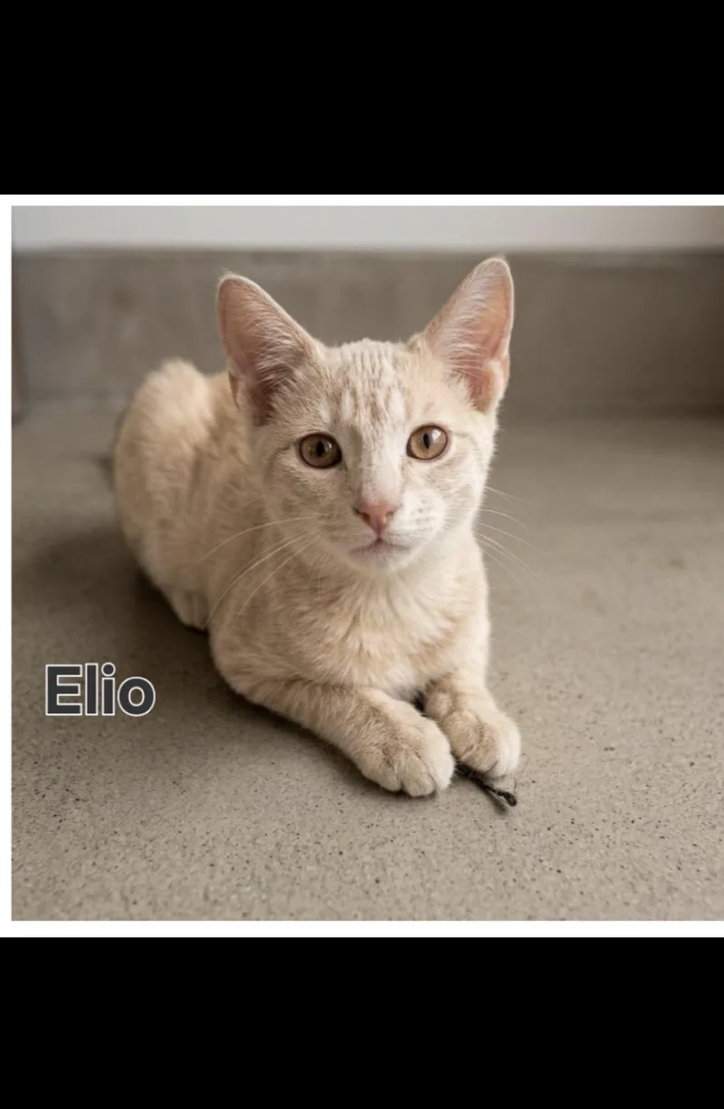 A young medium-sized male Domestic Short Hair cat named Elio for adoption in South Pasadena, CA