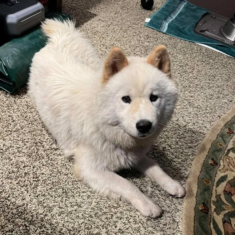 A young large-sized female White / Cream Samoyed dog named Bunny for adoption in Dysart, IA