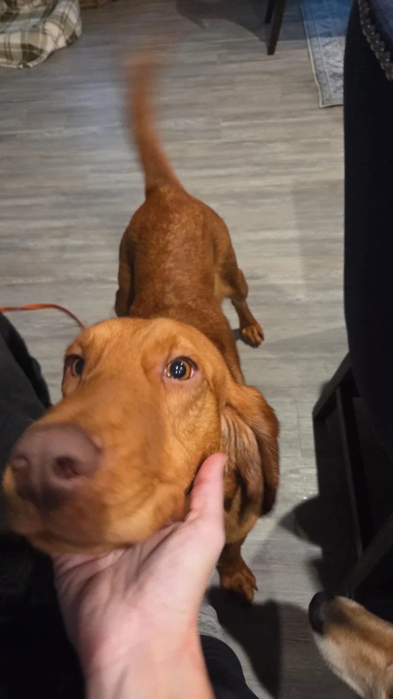 Ginger thumbnail 2