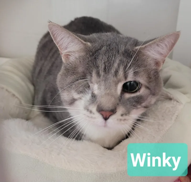 Winky