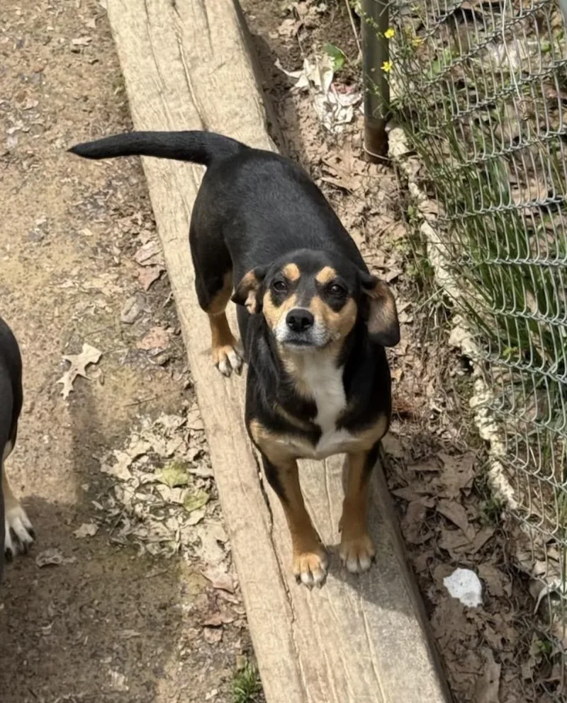 An adult small-sized female Beagle dog named Birdie for adoption in Zimmerman, MN
