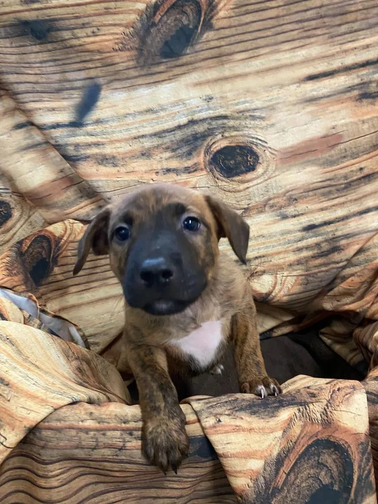 A baby medium-sized male Mixed Breed dog named Larry for adoption in Minot, ND