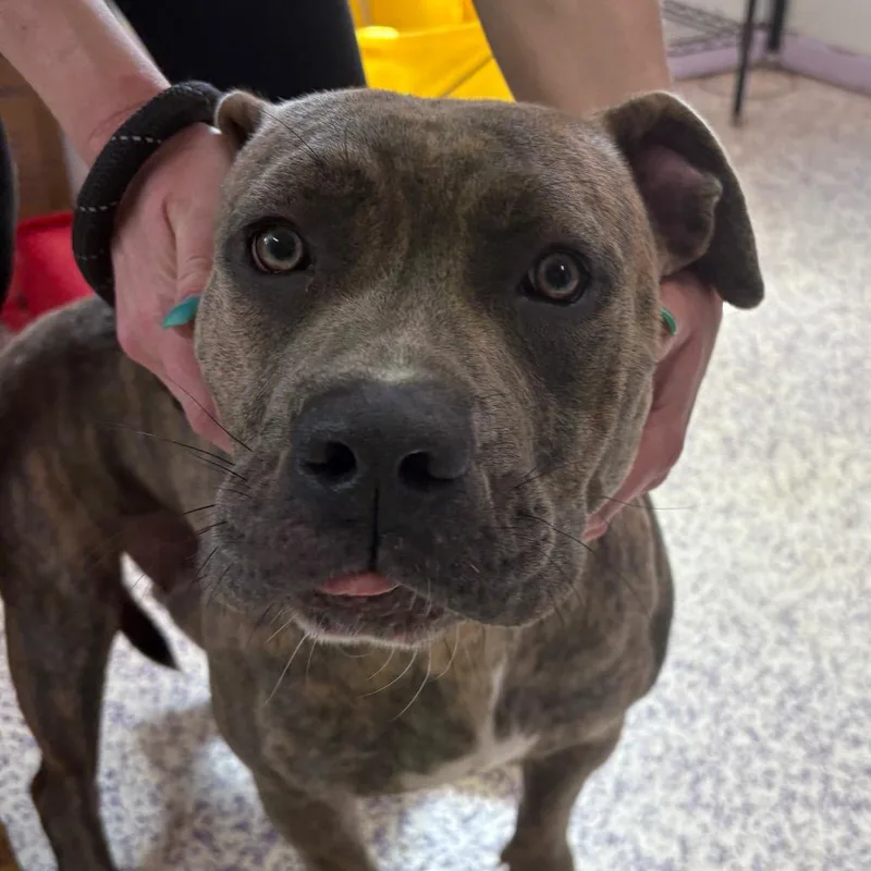 A young medium-sized female Brindle Pit Bull Terrier dog named Queenie for adoption in Northbrook, IL
