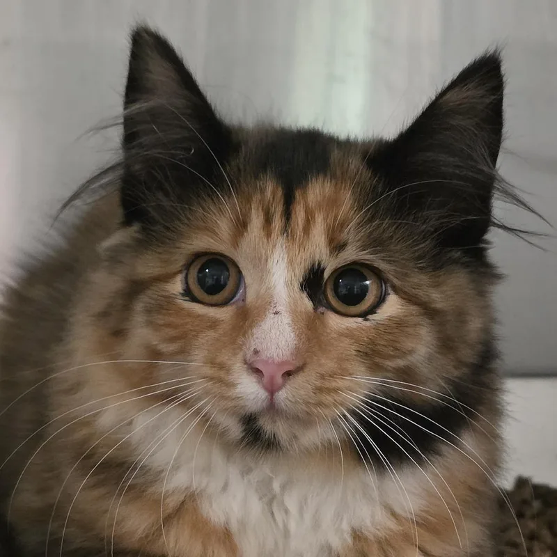 A baby small-sized female Domestic Medium Hair cat named Atlantic for adoption in Kennebunk, ME