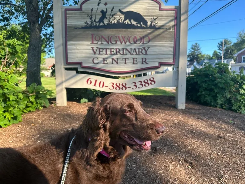 An adult medium-sized female Brown / Chocolate Labradoodle dog named Millie for adoption in Chestertown, MD