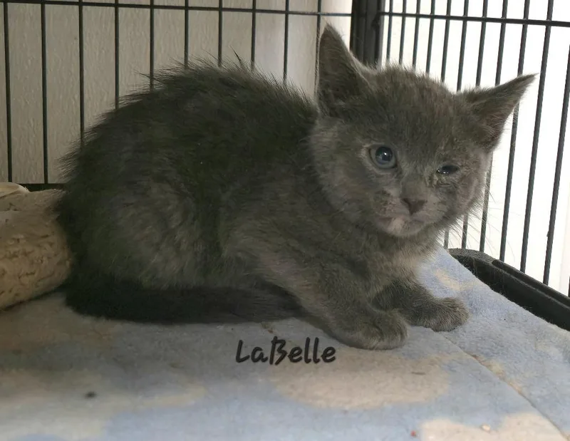 A baby medium-sized female Domestic Short Hair cat named Labelle for adoption in Cedar Rapids, IA