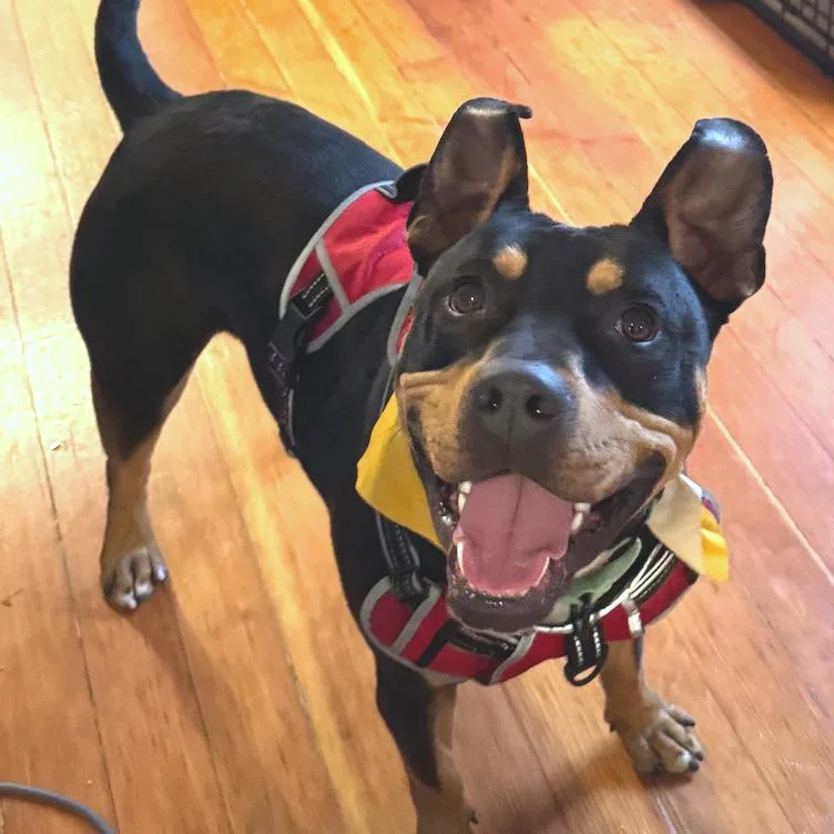 An adult medium-sized male Black Mixed Breed dog named Mr. Beans for adoption in San Francisco, CA
