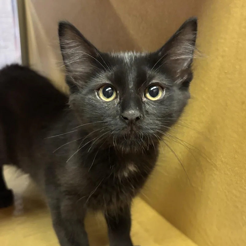 A baby medium-sized male Black Domestic Medium Hair cat named The Fonz for adoption in Sonora, CA