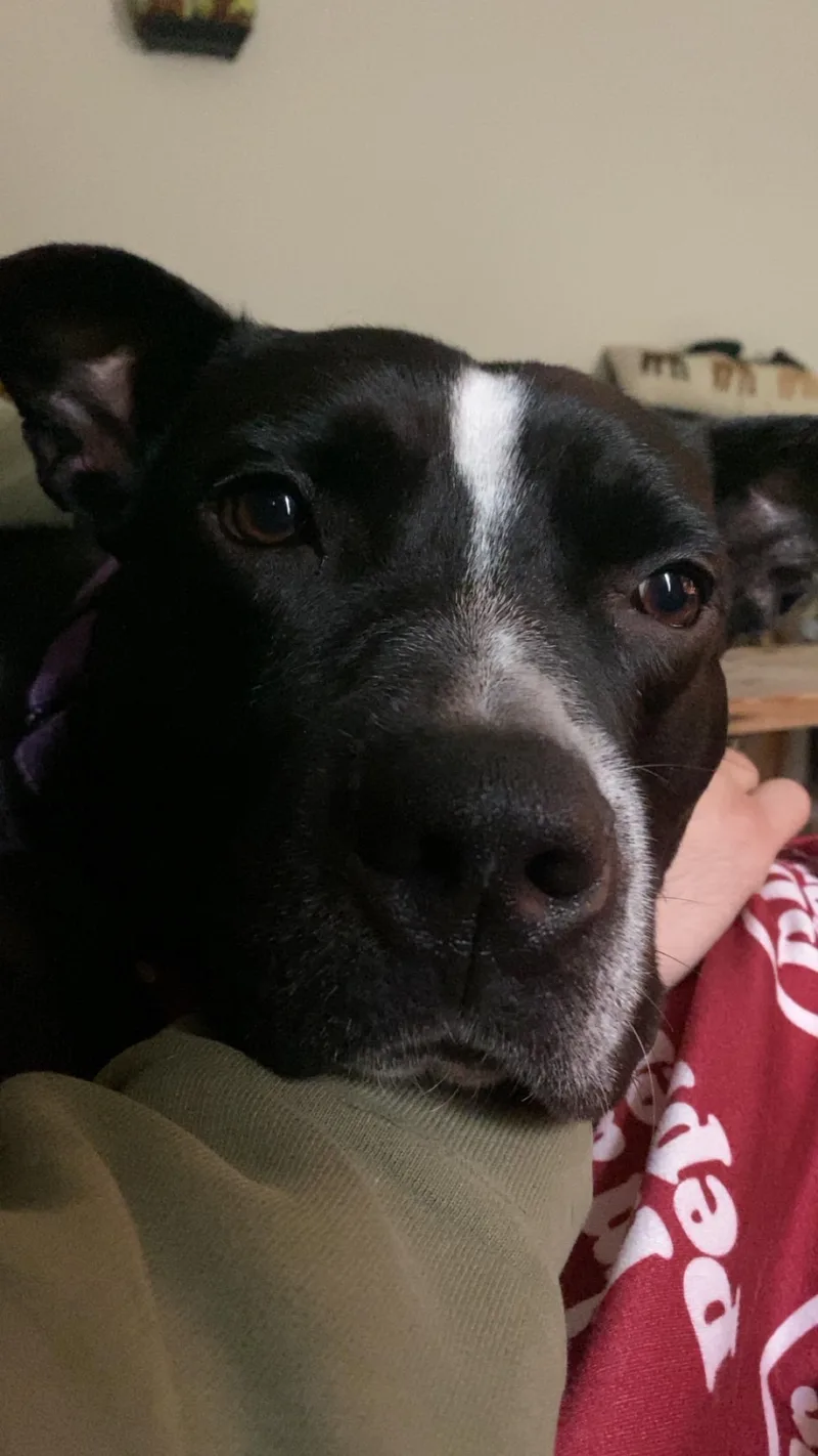 A young large-sized male Pit Bull Terrier dog named Austin Cl for adoption in Kansas City, MO
