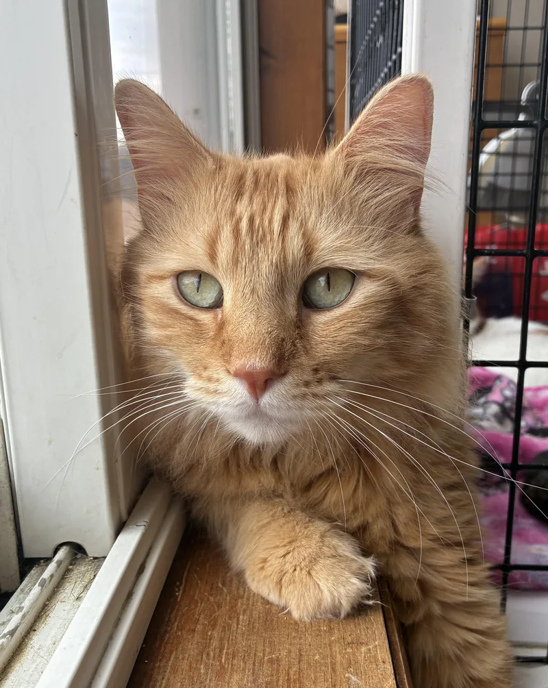 Colonel Mustard thumbnail 2