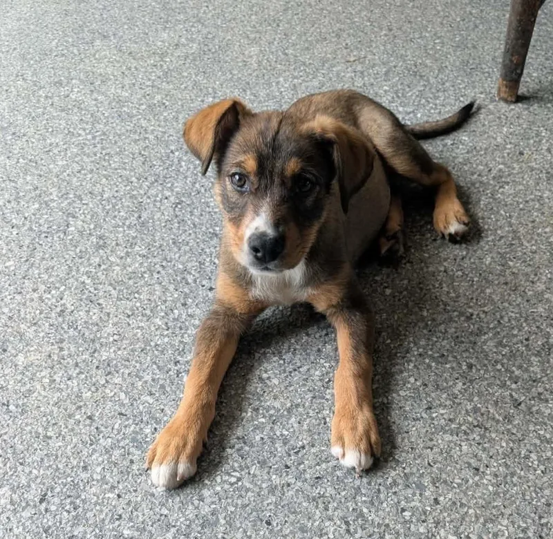 A baby small-sized female German Shepherd Dog dog named Mars for adoption in Wintersville, OH