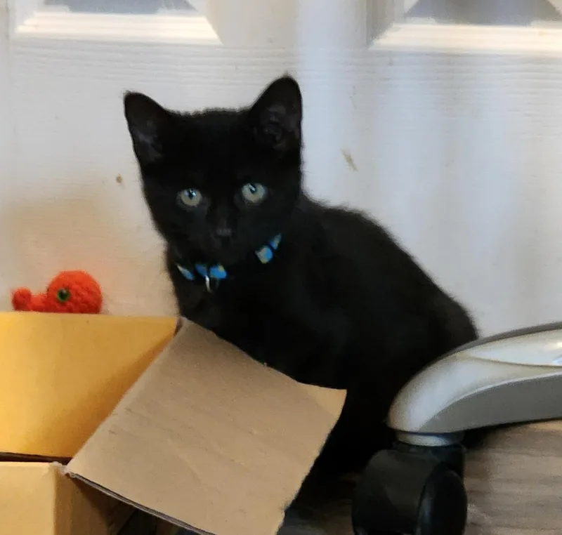 A baby medium-sized male Domestic Short Hair cat named Spoof for adoption in Houghton Lake, MI
