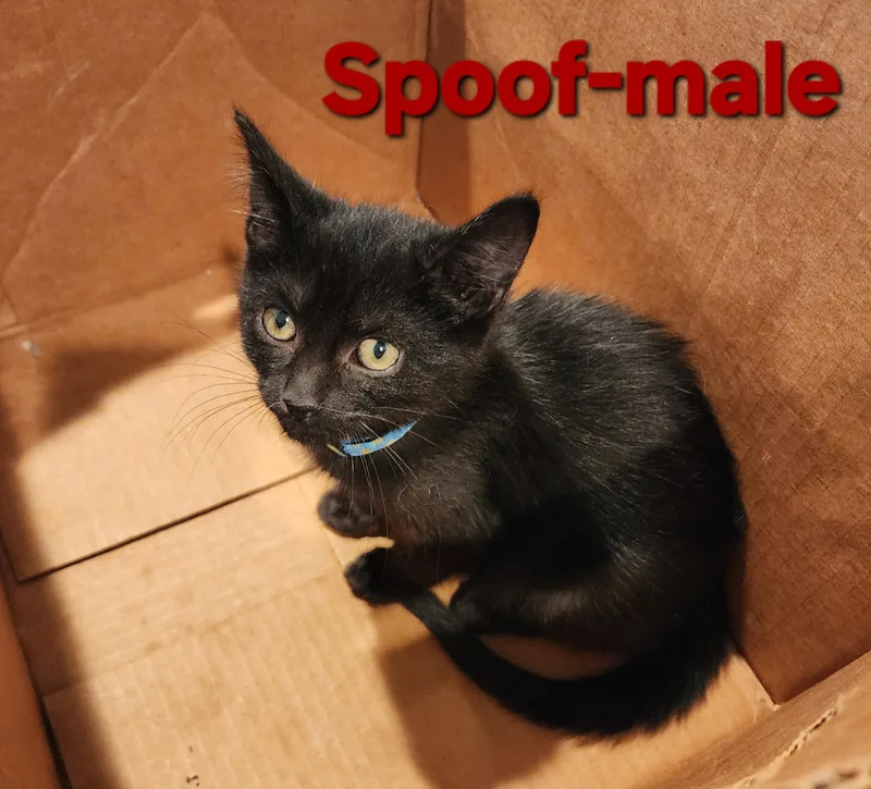 Spoof thumbnail 3