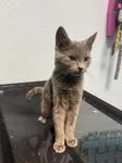 A baby medium-sized female Gray / Blue / Silver Domestic Short Hair cat named Saffron for adoption in Chico, CA