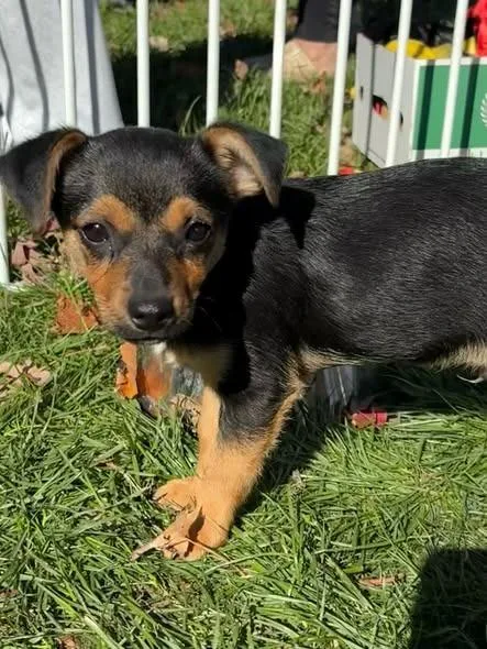 A baby small-sized male Terrier dog named Kirby for adoption in sun prairie, WI