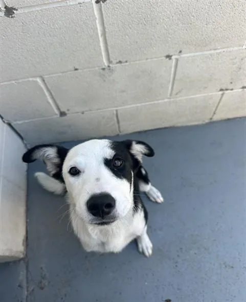 A baby small-sized female Border Collie dog named Moo for adoption in Corpus Christi, TX