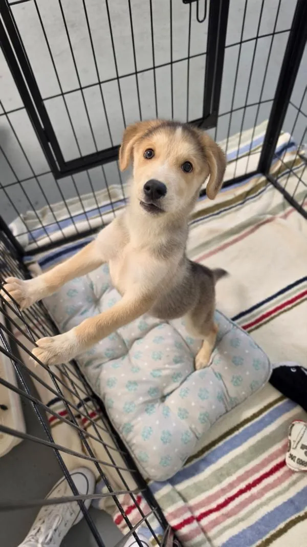 A baby small-sized male Shepherd dog named Croissant for adoption in Novato, CA