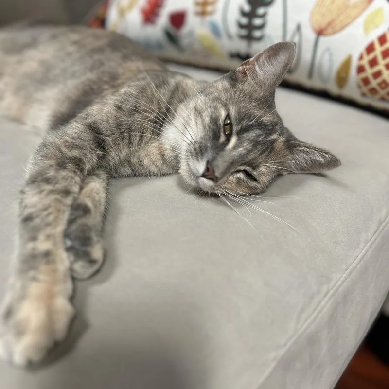 A young medium-sized female Tortoiseshell Domestic Short Hair cat named Guinevere for adoption in Brownsboro, AL