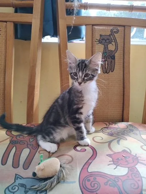 A baby small-sized male Tabby cat named Troyer for adoption in Crescent City, FL