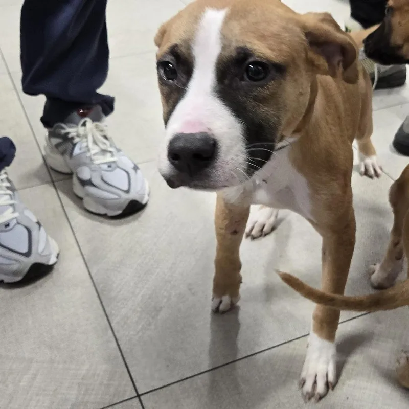 A young large-sized female Yellow / Tan / Blond / Fawn Pit Bull Terrier dog named Ruby for adoption in Newark, NJ