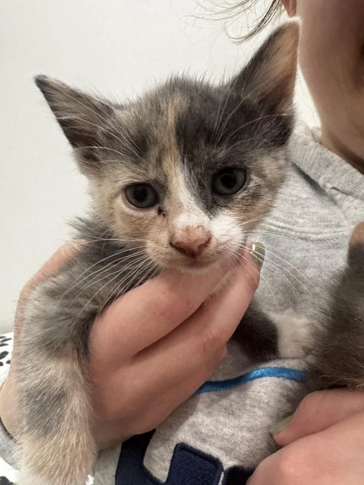 A baby small-sized female Gray / Blue / Silver Domestic Short Hair cat named Georgina for adoption in Brewster , NY