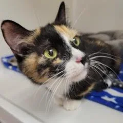 A young medium-sized female Calico cat named Cabaret for adoption in Green Valley, AZ