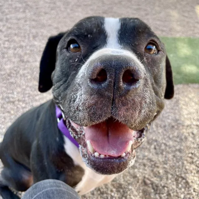 An adult large-sized male American Bulldog dog named Marbles for adoption in Tucson, AZ