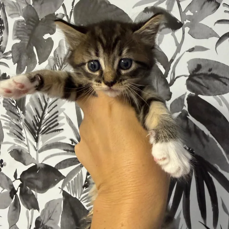 Nala