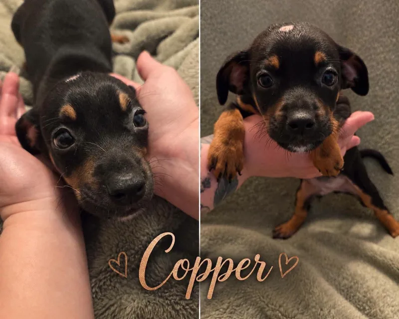 Copper thumbnail 2