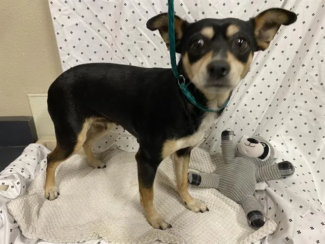 A young small-sized female Chihuahua dog named A for adoption in Modesto, CA
