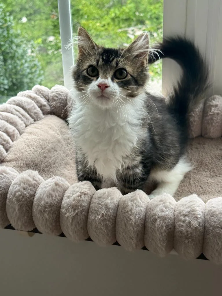 A baby medium-sized male Domestic Medium Hair cat named Purrl Jam for adoption in Youngsville, NC