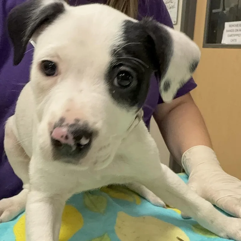 A baby small-sized female Black Mixed Breed dog named Venus for adoption in Jacksonville, FL