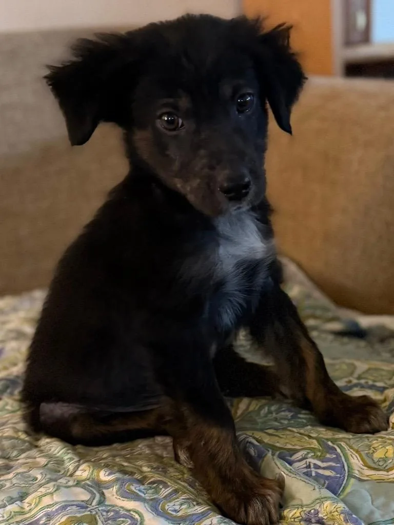 Little John thumbnail 2