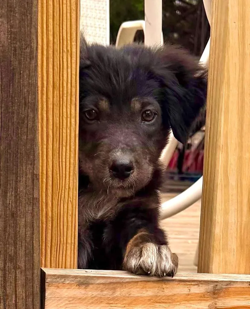 Little John thumbnail 3