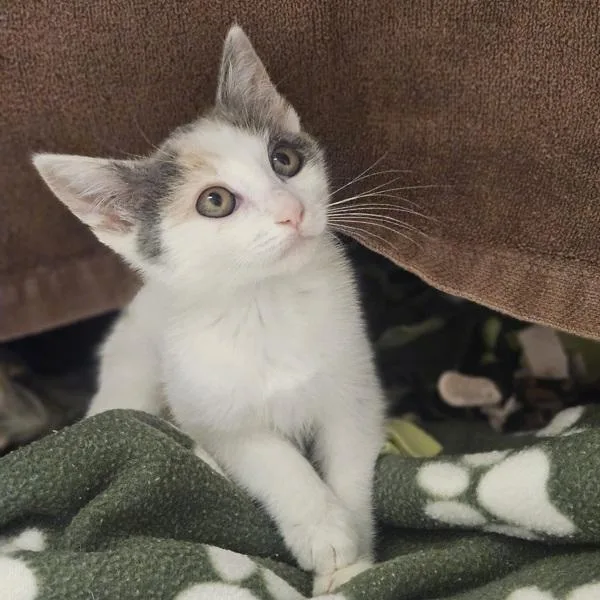 A baby medium-sized female Domestic Short Hair cat named Paprika for adoption in Dublin, CA