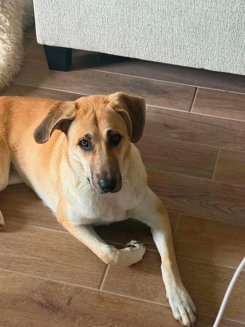 A young medium-sized female German Shepherd Dog dog named Sadie for adoption in Seward, NE