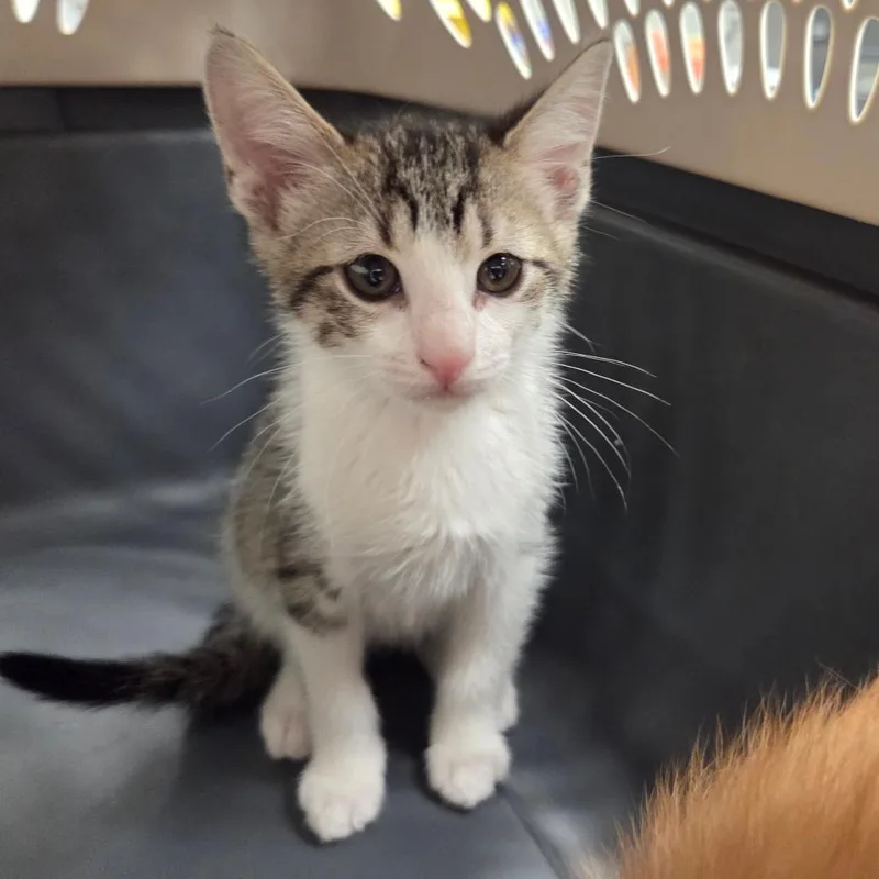 A baby small-sized male Gray / Blue / Silver Domestic Short Hair cat named Bodhi for adoption in Chattanooga, TN