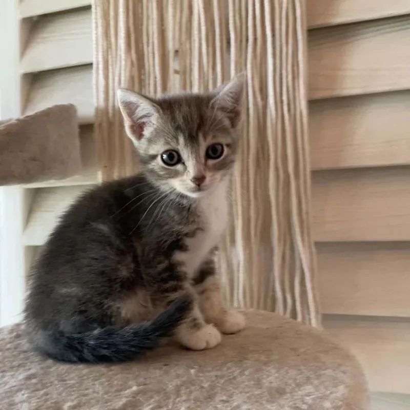 A baby small-sized female Gray / Blue / Silver Domestic Short Hair cat named Dixie City of Industry for adoption in Chino Hills, CA