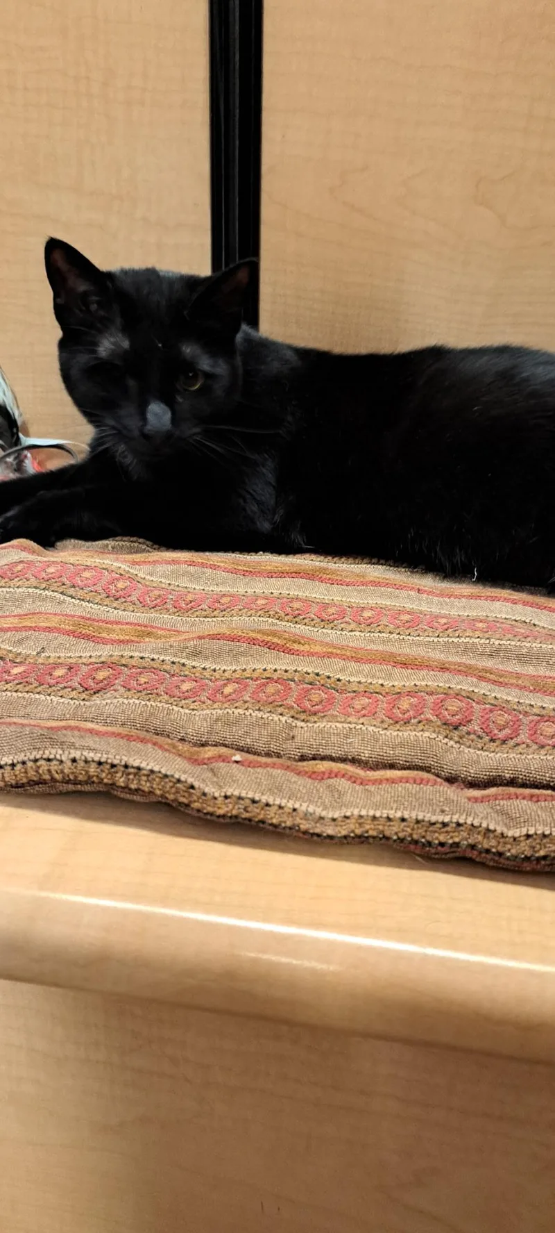 An adult medium-sized female Black Domestic Short Hair cat named Princess Bubblegum for adoption in Holly, MI
