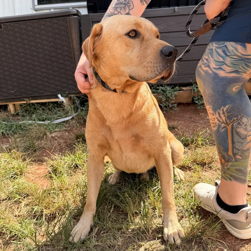 A young medium-sized male Yellow Labrador Retriever dog named Owen Wilson for adoption in Columbia, SC